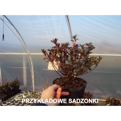 Azalia japońska japonicum 